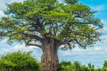 AFRIQUE : surexploitées, sept plantes sauvages vedettes frôlent la disparition