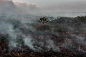 Deforestation Is High, Despite COP26 Promises