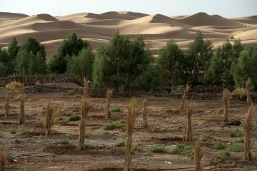 Trois milliards d’humains sont affectés par la désertification