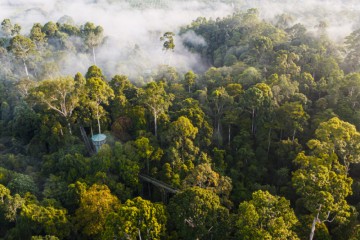 Le coût de la déforestation pourrait s’élever à 80 milliards de dollars pour les entreprises