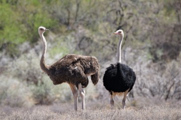 Ostriches can adapt to heat or cold, but not both
