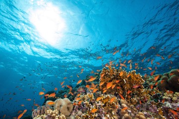 World Oceans Day: Collective protective action needed