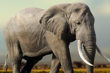 Les éléphants pourraient être la clé de la guérison du cancer, selon une étude