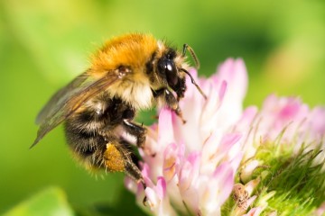 Les abeilles meurent-elles vraiment après nous avoir piqués ?