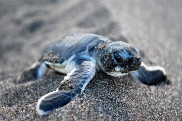Les tortues marines, une espèce en danger face au réchauffement climatique