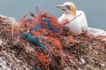 Microplastics continue to cause havoc to our environment