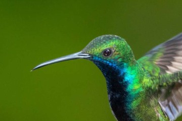 Des colibris femelles se déguisent en mâle pour éviter leurs agressions