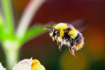 Bee it known: Biodiversity is critical to ecosystems