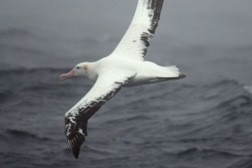 Les albatros « timides » préfèrent divorcer plutôt que se battre pour sauver leur couple