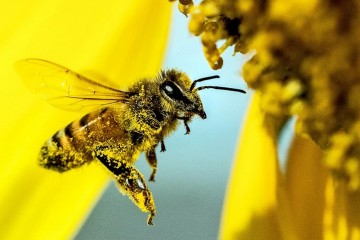 Bee Biodiversity Is One Way Nature ‘Diversifies Its Portfolio’