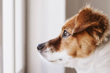Les chiens aussi peuvent souffrir de démence : voici comment réduire le risque
