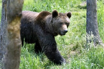 L’ours des Pyrénées, discrètement surveillé pour assurer sa survie