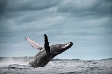 Some whales eat 10 million pieces of microplastic a day