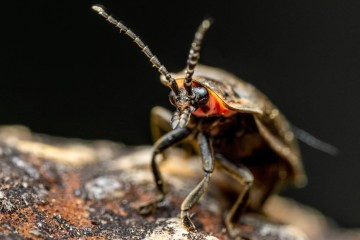 Entomologists issue warning about effects of climate change on insects