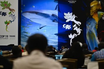 Protection des requins, une décision « historique » obtenue à la COP19 de la CITES
