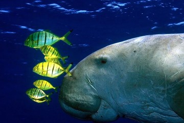 EAST AFRICA: the dugong, driven to extinction by humans