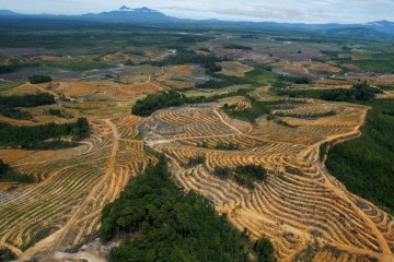 For firms, climate and deforestation becoming part of bigger ‘nature’ issue