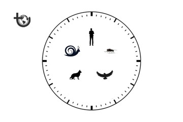La perception du temps varie selon les espèces