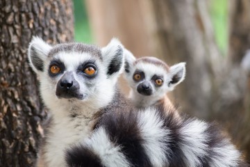 Restaurer l’extraordinaire variété animale de Madagascar nécessiterait des millions d’années d’évolution
