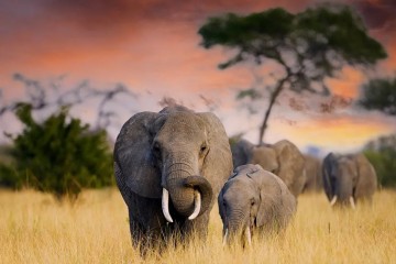 Comment les éléphants d'Afrique luttent contre le dérèglement climatique ?