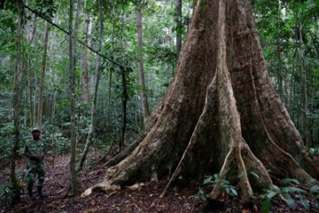 Le sommet One Forest pour protéger les forêts tropicales s’ouvre au Gabon