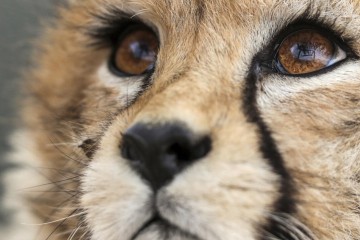 L’un des derniers guépards d’Asie est mort en Iran