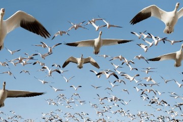 Comment les oiseaux savent-ils quand migrer ?