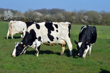 Moins de vaches en France : une nécessité pour le climat, selon la Cour des comptes