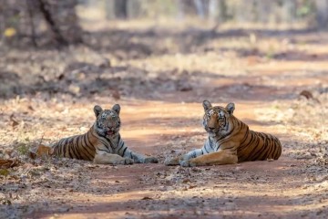 En Inde, la préservation des tigres est bénéfique au climat