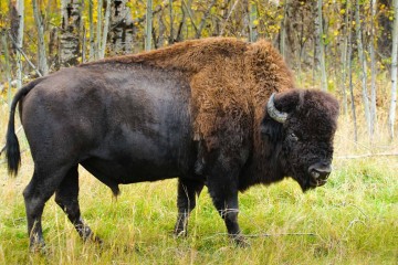 Libres, les bisons se réapproprient leurs terres dans l’Ouest canadien
