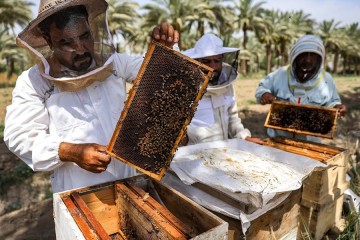 Les abeilles d’Irak bataillent contre la sécheresse pour produire leur miel