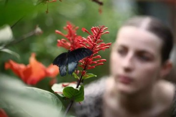 Au Royaume-Uni, les amoureux de la nature invités à compter les papillons