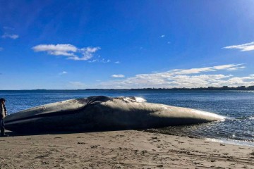 Une baleine bleue s’échoue sur une plage du Chili