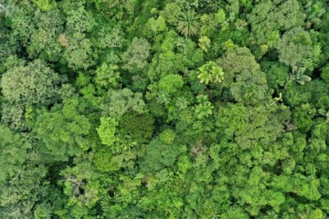 Les forêts tropicales menacées par des températures incompatibles avec la photosynthèse