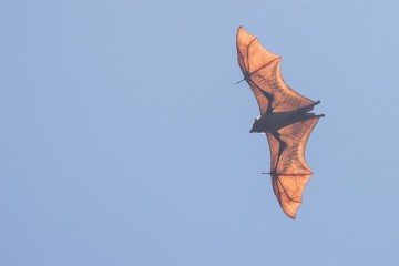 Why bats carry viruses that have higher fatality rates in humans than those from other mammals