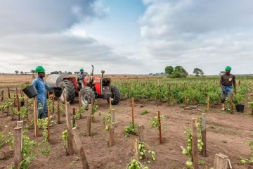 AFRIQUE : la FAO, le FIDA et la BID vont coopérer sur la sécurité alimentaire