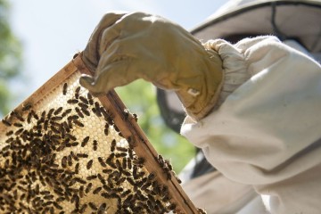 En Syrie, le changement climatique épuise les apiculteurs