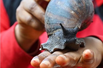 En Côte d’Ivoire, des fermes d’escargots géants en plein boom