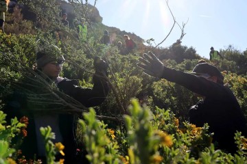 Dans la garrigue marseillaise, arracher des plantes invasives pour sauver la biodiversité
