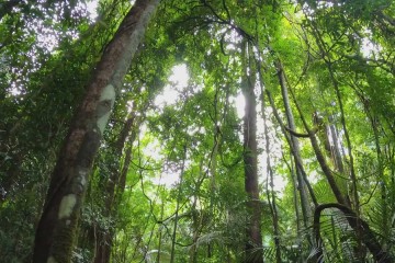 Green Tech : les arbres à carbone, nouveaux gardiens de l'environnement ?