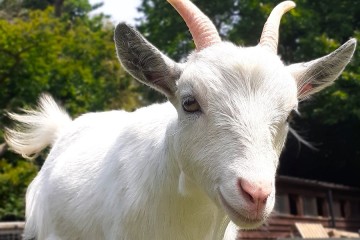 Research shows goats can tell if you are happy or angry by your voice alone