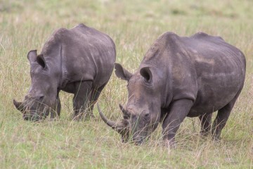 Afrique du Sud : près de 500 rhinocéros victimes de braconnage en 2023, en hausse