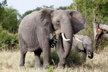 Botswana vows to send 20,000 elephants to Germany in hunting row
