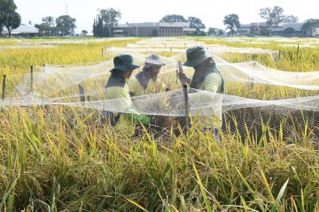 Un tribunal philippin suspend la production d’un OGM pour des craintes en matière de sécurité