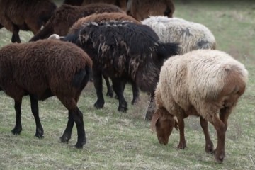 Le mouton géant du Tadjikistan, allié de l’environnement