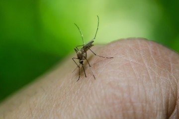 How climate change will affect malaria transmission