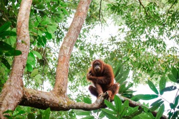 La Malaisie veut s’essayer à la « diplomatie de l’orang-outan »