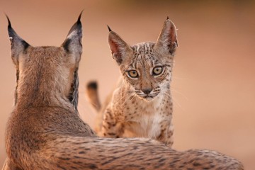 Le nombre de lynx ibériques, une espèce menacée, a doublé en trois ans