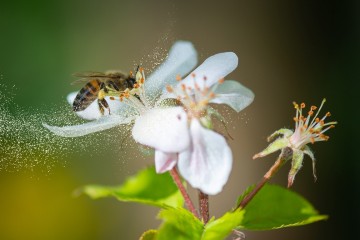 Journée mondiale de l'abeille : pourquoi cet insecte est essentiel à la vie humaine sur Terre !