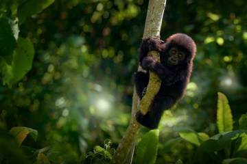 Cette espèce préhistorique de grand singe est la plus petite jamais découverte